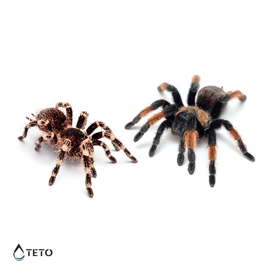 3D pauci - set – Tip C - TETO Privremene Tetovaže
