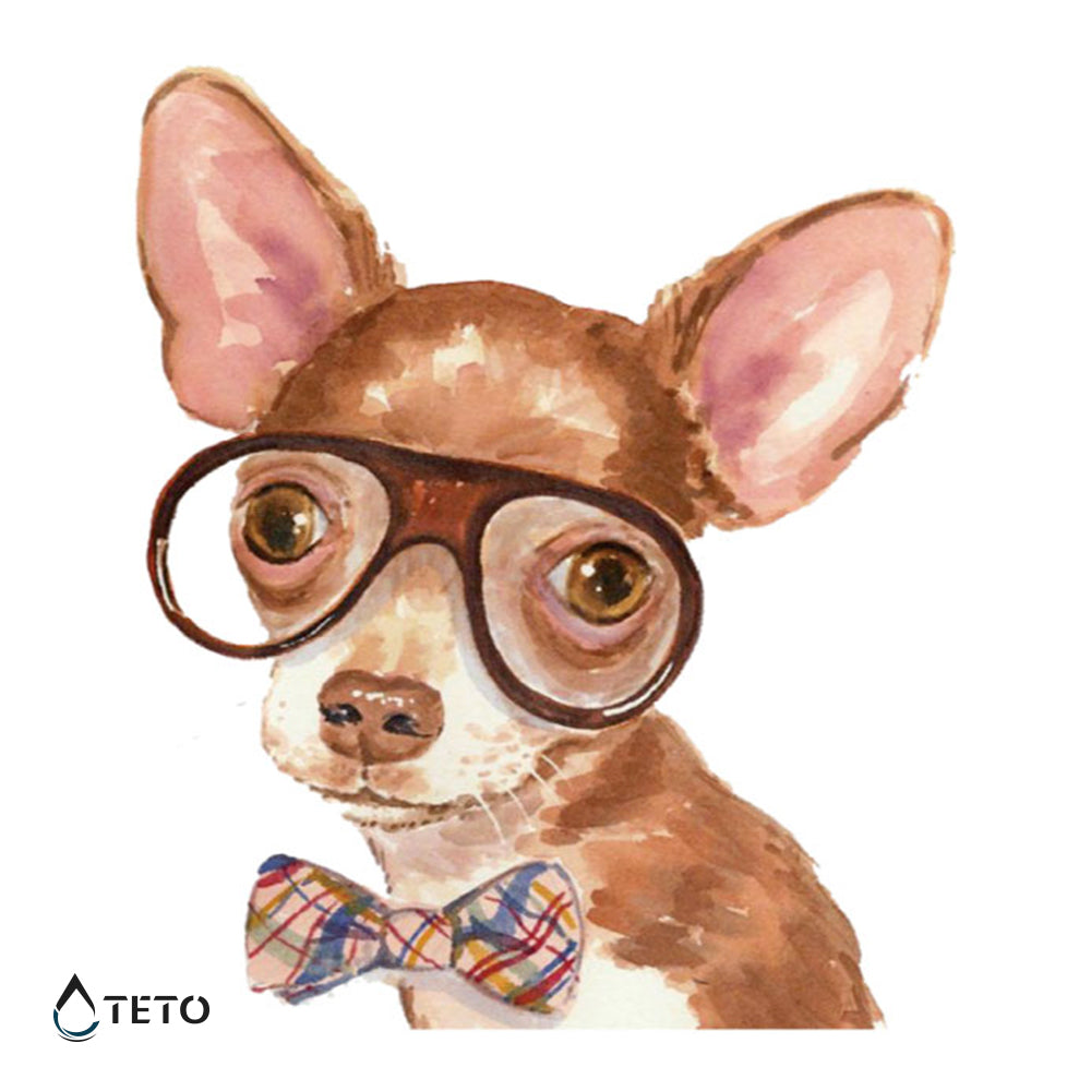 Chihuahua - TETO Privremene Tetovaže