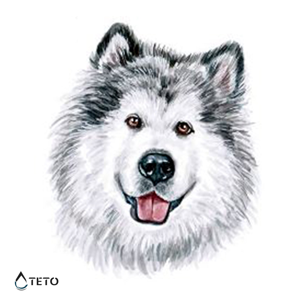 Siberijski Husky pas