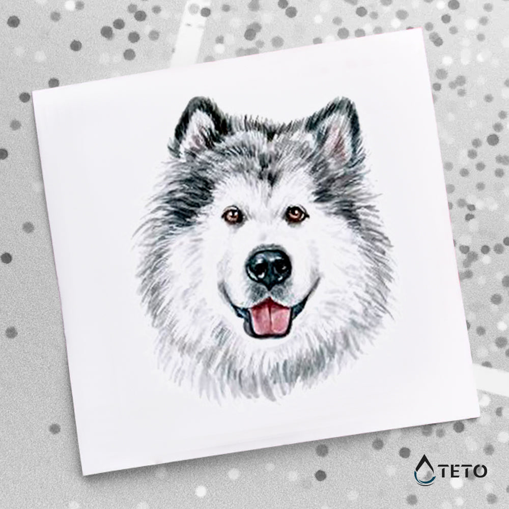 Siberijski Husky pas