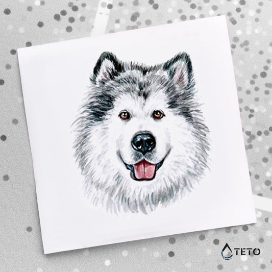 Siberijski Husky pas