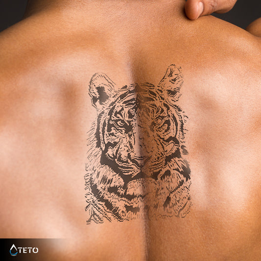 Sivi tigar – Polupermanentno